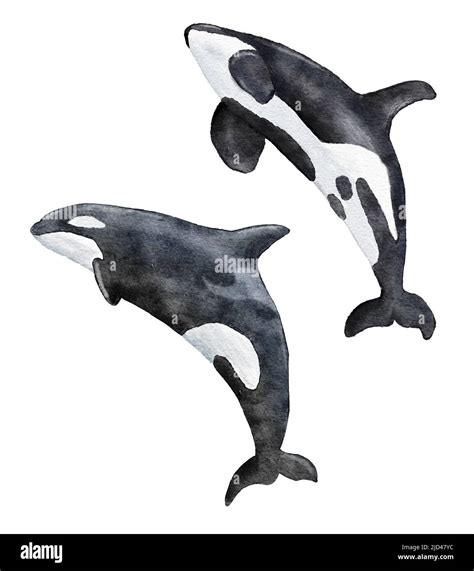 Watercolor Hand Drawn Illustration Of Killer Whale Orca Marine