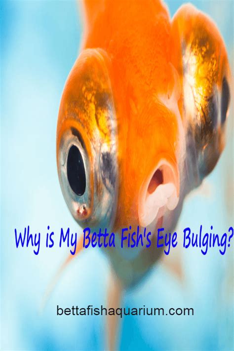Why Is My Betta Fishs Eye Bulging Betta Fish Betta Betta Fish Care