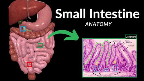 Small Intestine Anatomy Parts Topography Structures Layers Youtube