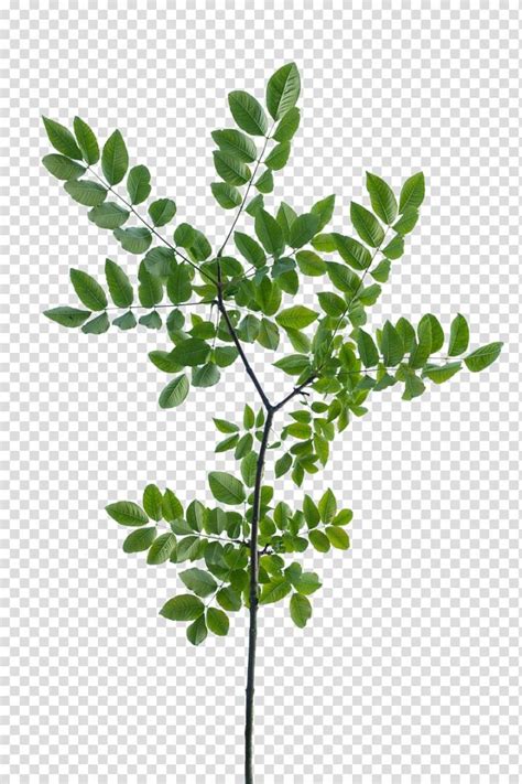 Texture Mapping Branch Leaf Tree Shrub Branch Transparent Background
