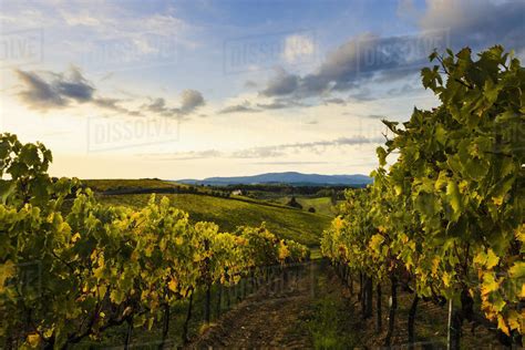 Wine Grape Vineyard Near Poggibonsi Tuscany Italy Stock Photo