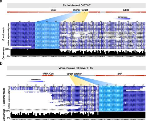 Dive Discovers Unexplained Hyper Variability In E Coli And V