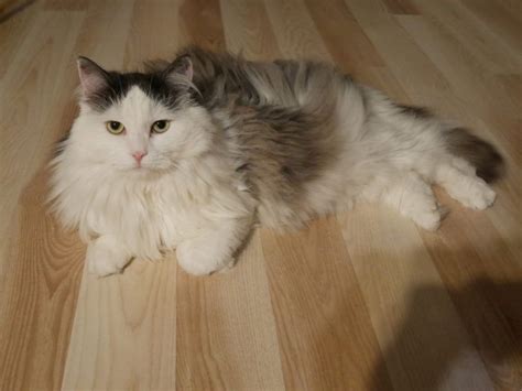 Siberian Cat Breed Info Pictures Temperament And Traits Pet Keen