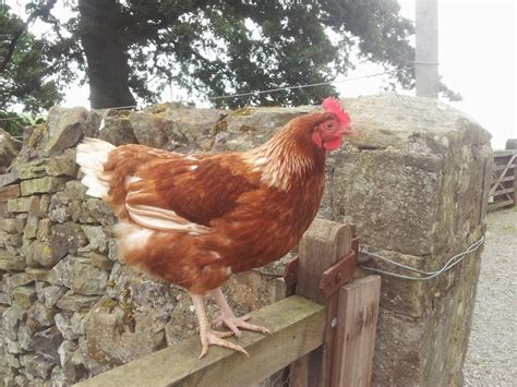 Maybe you would like to learn more about one of these? What are the best chicken breeds to keep at home ...