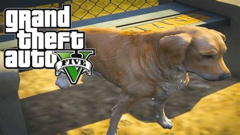 Gta 5 Mods Golden Retriever Mod Gta V Chop The Dog Mod Grand Theft