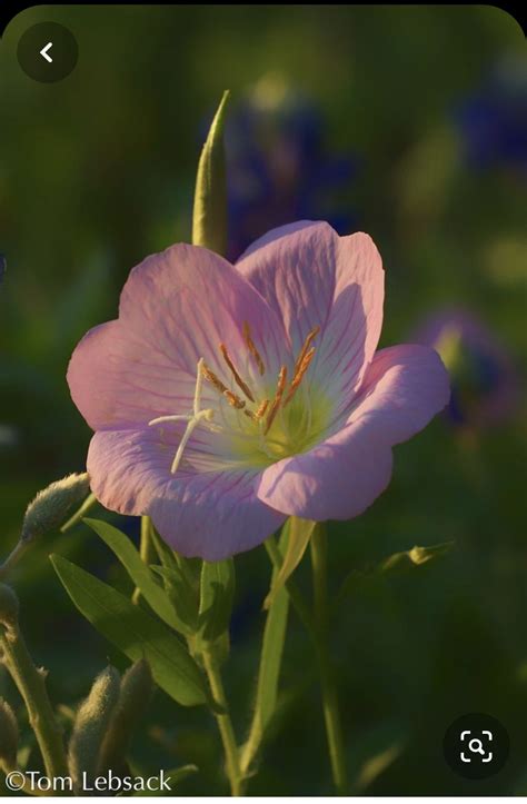 What Is Pink Evening Primrose How To Grow Pink Evening Primrose Plants