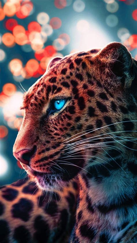 Cool Cheetah Wallpapers Top Free Cool Cheetah Backgrounds
