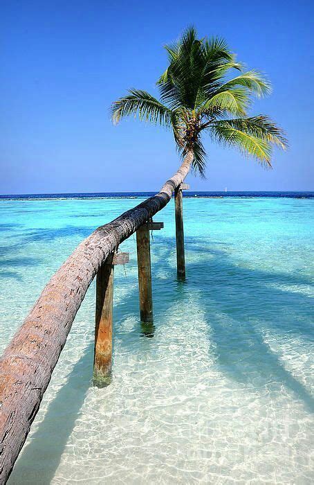 Tropical Palm Over Lagoon By Jenny Rainbow Maldives Relax More