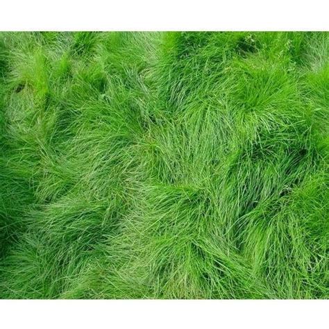 Creeping Red Fescue Grass Seed Festuca Rubra Seed World