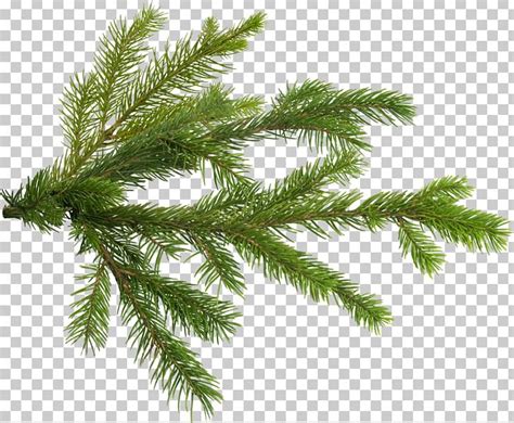 Pine Tree Branch Fir Png Clipart Branch Christmas Ornament