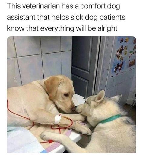 the best vet r wholesomememes