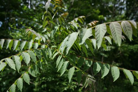 Tree Of Heaven Natick Ma Official Website