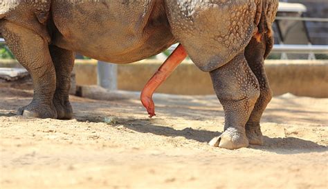 Foto De Rinoceronte E Seu Órgão Reprodutor Humano E Mais Fotos De Stock De Animais Machos Istock
