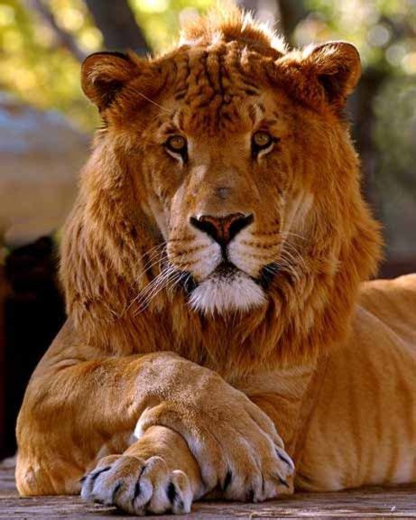 A Tiglon Or Tigon Is A Hybrid Cross Between A Male Tiger Panthera