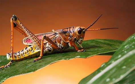 Cricket Insect African Field Cricket Gryllus Bimaculatus Image Free
