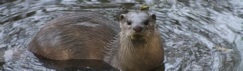 10 Facts About Smooth Coated Otters The Wild Side Sg