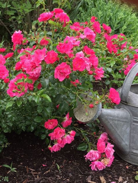 Gorgeous Pink Rose Ground Cover Roses Landscaping With Roses Ground