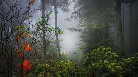 Green Leafed Trees Bushes Plants Forest With Fog Background Hd Nature