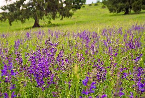 Violet Purple Wild Flowers Photograph By Cristina Velina Ion