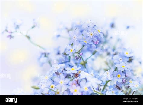 Real Charming Delicate Blue Flowers Of Spring Forget Me Nots For Good