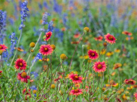 Wildflowers Falling Over: Keeping Wildflowers From ...