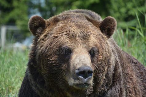 The Grizzly Bear Also Known As The Silvertip Bear The Grizzly Or The