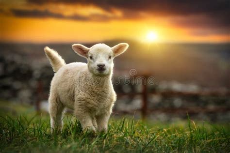 Lamb Running On The Field At Sunset Ireland Stock Photo Image Of