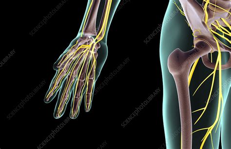 The Nerves Of The Hip Stock Image F0017968 Science Photo Library