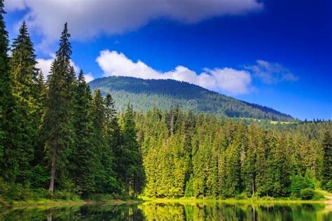 Pine Forest And Lake Near The Mountain Early In The Morning Stock Photo