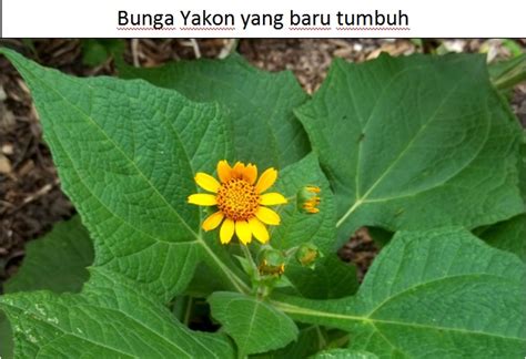 Bahasa itu tersusun secara teratur dan mempunyai arti. CYI - CentralYakon - Jual Daun Yakon Insulin Obat Herbal ...