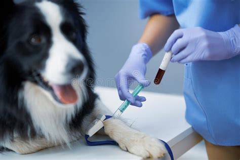 153 Dog Blood Sample Photos Free And Royalty Free Stock Photos From
