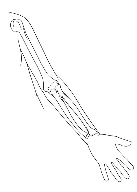 Bones Of The Arm Anatomy Sketch