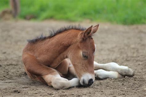 What To Do If Your Horse Has Diarrhea