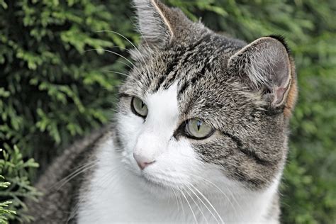 Hypothyroidism In Cats Signs And Symptoms Canna Pet