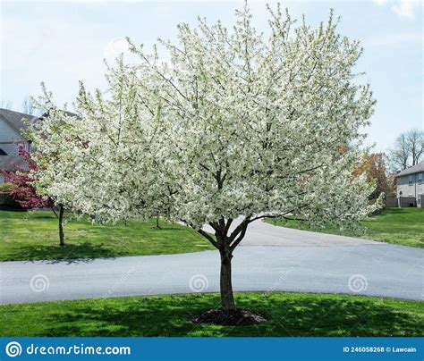 White Crabapple Tree In Full Bloom Stock Photo Image Of Gardens Crab