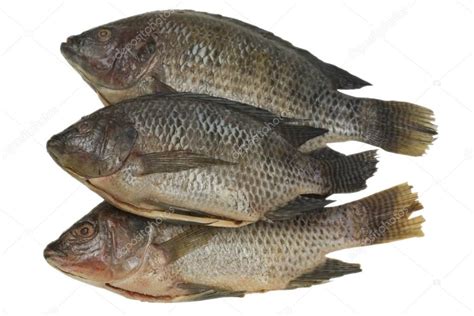 Whole Tilapia Fish — Stock Photo © Fototoch 154458766