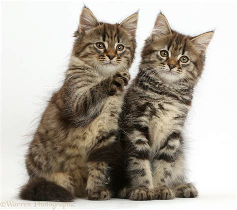 Two Tabby Kittens Sitting Together Photo Wp41745