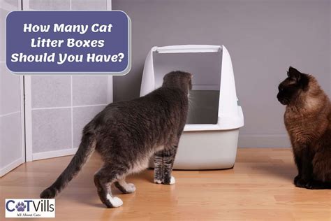 How Many Litter Boxes Should You Have For Multiple Cats