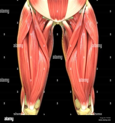 Musculos Del Cuerpo Anatomia Fotos E Imágenes De Stock Alamy