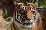 Sumatran Tiger Free Stock Photo - Public Domain Pictures