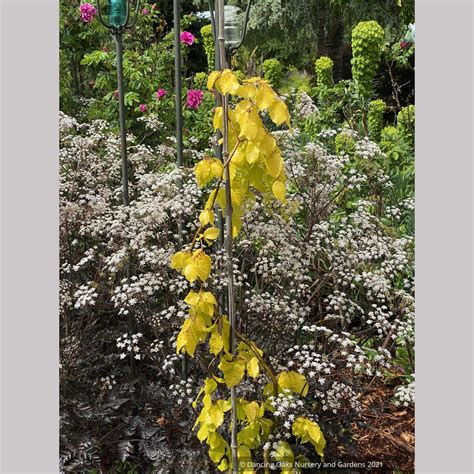 Fagus Sylvatica Aurea Pendula Golden Weeping European Beech