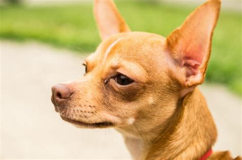 Deer Head Chihuahua Dog Breed Guide Dog Academy