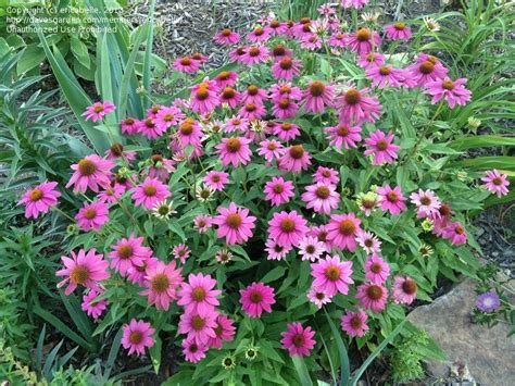 Growing And Caring For Purple Coneflowers Echinacea