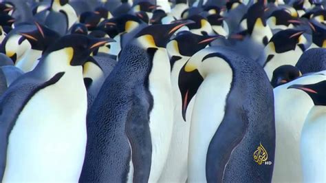 خطر انقراض طيور البطريق بالقطب المتجمد الجنوبي Youtube