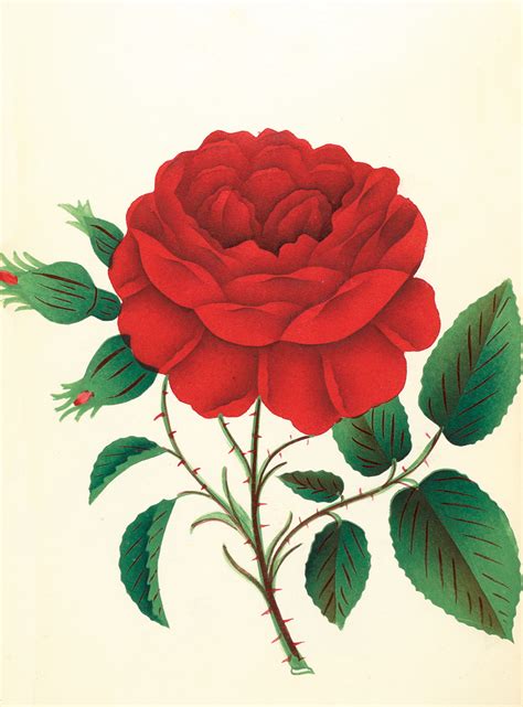 Greeting card made with real dried and pressed flowers. Greeting Cards: Flowers | RIT Press | RIT