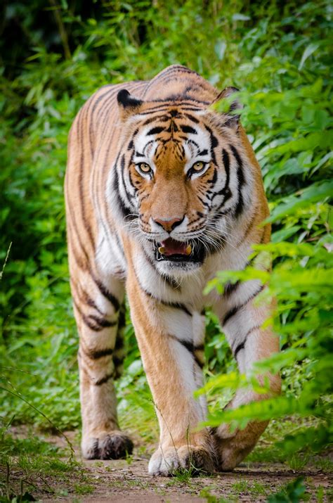 Free Images : animal, wildlife, zoo, jungle, feline, predator, fauna