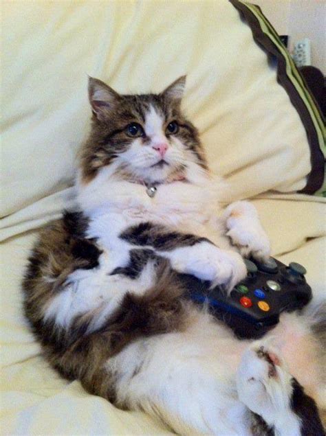Caterville — Gamer Cats Xbox 360