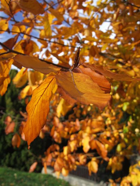 Autumn Leaves Rustling By Jarff On Deviantart