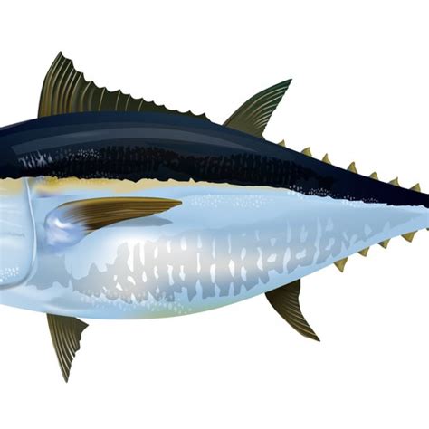 Saltwater Sport Fish Design Blackfin Tuna For Tournament Flyer And