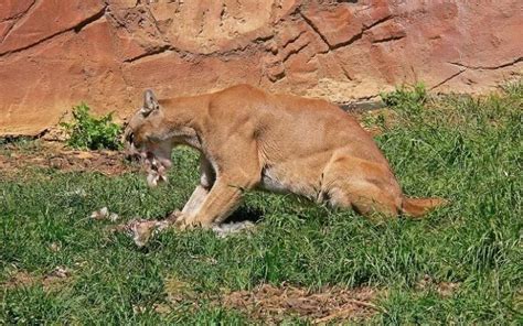 10 Things You Didnt Know About Cougars 15 Pics Large Cats Large